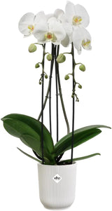 elho Vibes Fold Orchid High 12.5cm - Macetas para orquídeas de interior - Macetas para flores de interior - 100% plástico reciclado - Blanco/Blanco sedoso