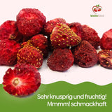 biolla food fresas enteras secas, 0,5 kg, 100% natural. Meriendas saludables para niños. Ideal para batidos, muesli de avena, té y gachas. Larga vida útil. VEGANO, SIN GLUTEN, COMIDA CRUDA Naty Shop Productos Deshidratados