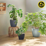 Jardinera LECHUZA Classico Color ECO 60 Gris Oscuro | Jardinera con sistema de riego e indicador de nivel de agua | Hecho de plástico 100% reciclado | Acabado mate | Ø 60 x 55,5 cm | 18955