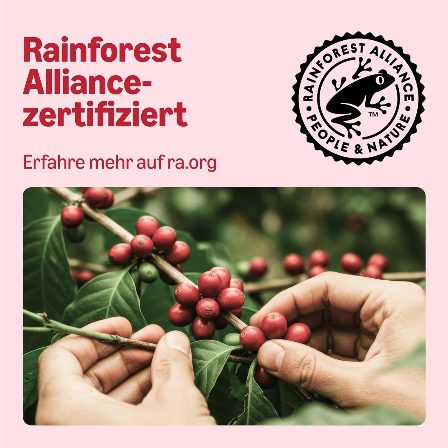 de Amazon Klassische Kaffeepads aus 100% Arábica, fabricado para Senseo-Maschinen, 36 piezas (1 paquete con 36 piezas) – Certificado Rainforest Alliance