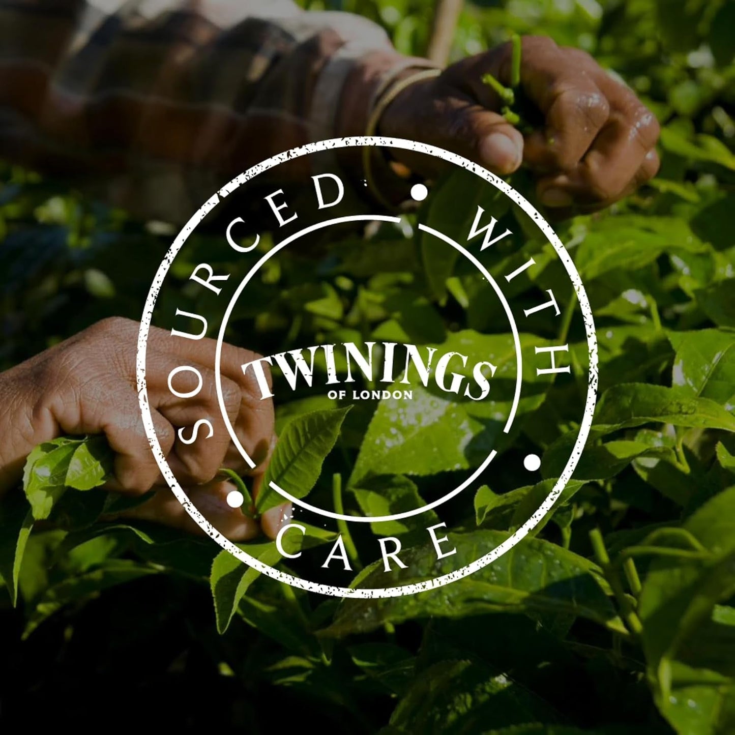 Twinings SWEET DREAMS Té de manzanilla con miel, naranja y flor de lima - Mezcla dulce de tés de hierbas para mejorar el sueño natural, paquete de 12 (10 bolsitas de té cada una)