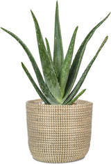 Scheurich Seagrass 17, macetero/maceta de junco marino, color: blanco, diámetro 17 cm, altura 16 cm, volumen 3,5 l.