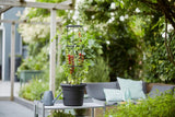 elho Green Basics Tomato pots 33 - Macetas para cultivo y cosecha en exterior - Ø 33,5 x Alt. 26,0 cm - Negro/Negro vivo
