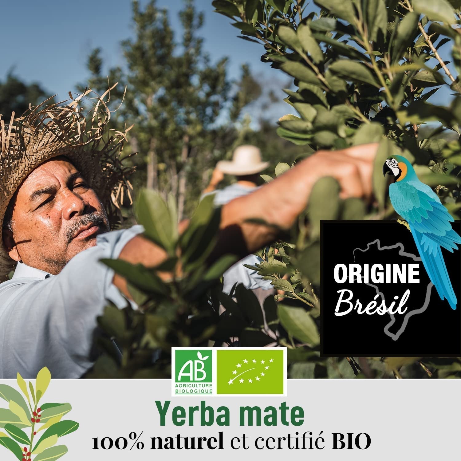 ORIGEENS TÉ YERBA MATE BIO 200G - La Original I Yerba Mate Bio sin tostar, hojas, sin tallos, polvo ni migas I Bebida energizante y desintoxicante