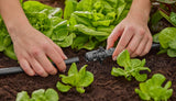 Pieza en T Gardena Micro-Drip-System para boquillas pulverizadoras: Conexión entre tubos de 13 mm y una boquilla pulverizadora, riego automático de plantas, tecnología de conexión rápida y sencilla, reutilizable (13206-20)
