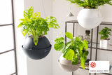 LECHUZA BOLA Color 32 blanco 16850