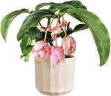 Maceta redonda elho Facet 23cm - para uso interior - 100% plástico reciclado - Ø 22,7 x Al. 20,4 cm - Rosa/Rosa almendra