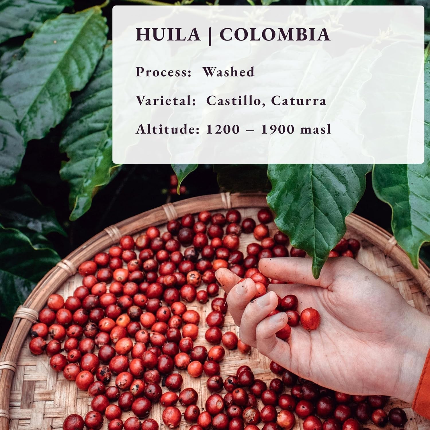 Tostado después del pedido ~ Granos de café especiales más frescos | Asador de 80 COPAS | Colombia Huila, Origen Único(1kg) Spezialitäten Kaffeebohnen, Frisch Geröstet