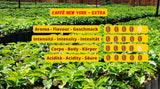 Café en grano New York Caffe EXTRA 500g