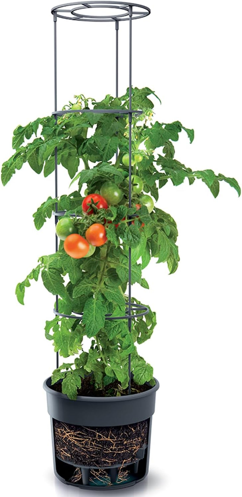 Macetas para plántulas de tomate Prosperplast con enrejado - Jardinera de plástico resistente | Antracita | Resistente a la intemperie y a los rayos UV | 29,5 x 115,2 cm | Ideal para el jardín y la terraza.