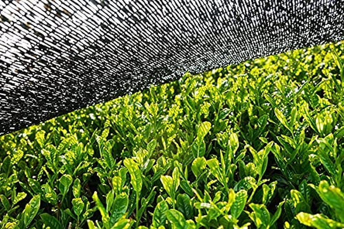 BIO Matcha en polvo 100 g I Sin aditivos - 100% natural I Té Matcha japonés premium I Té verde en polvo de
