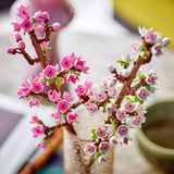 LEGO Botanicals Flores de cerezo - Flores artificiales para construir - Adornos de escritorio para niños - Ramo de flores para exhibir - Regalo para mujeres y hombres a partir de 8 años - Colección Botany 40725 Juegos de construcción Besuche den LEGO-Store