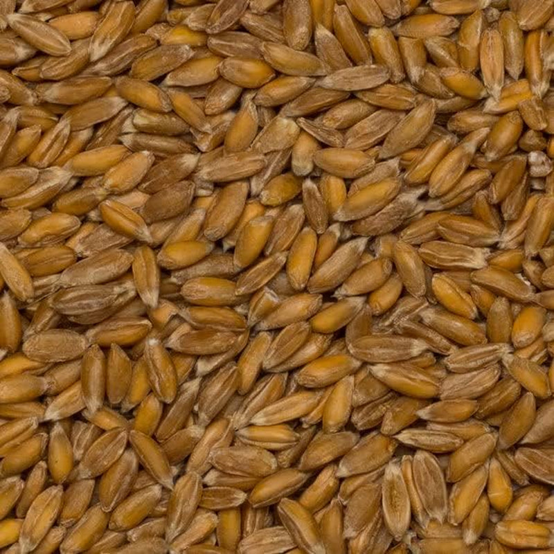 Wholefood Earth Granos de Espelta Orgánicos – 3 kg | Sin OGM | Vegano | Rico en fibra | Certificado orgánico