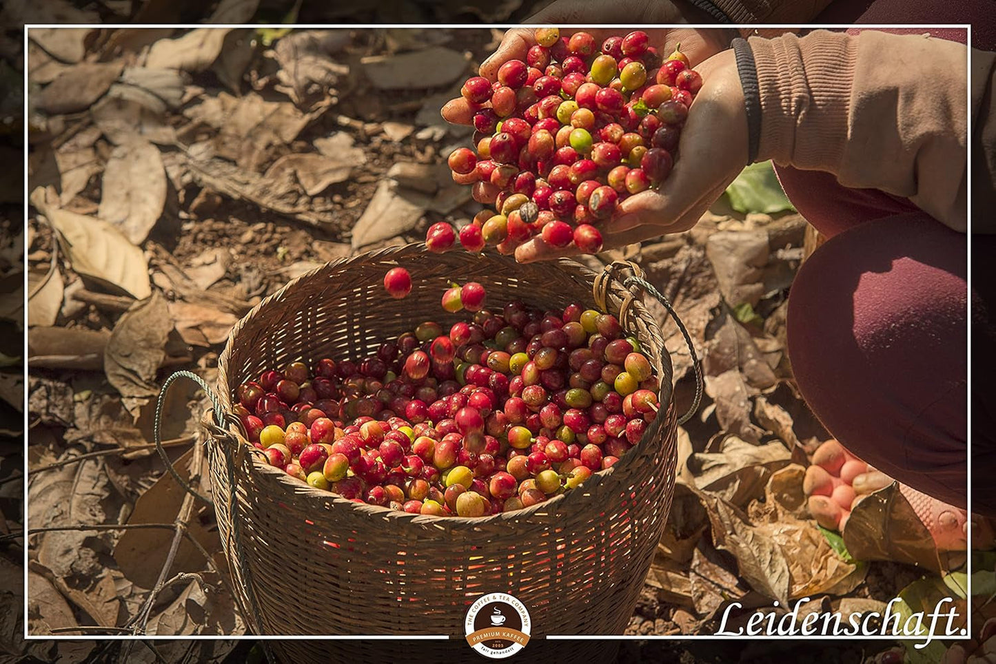 Café especial de Sudamérica - Galápagos, el ecosistema único de las islas (1000 gramos, granos enteros) - café de origen único - café premium - baja acidez - ligeramente tostado y fresco