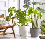 Maceta Dehner Mila con sistema de riego automático, Ø 30 cm, altura 26 cm, plástico, blanco
