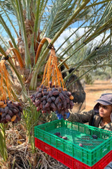 NABALI FAIRKOST PARA TODOS Dátiles Medjool Medjoul de Palestina - 100% natural vegano aromático tradicional fresco y oriental I sin conservantes 5 kg (1 paquete), Pequeño/Mediano Productos deshidratados Naty Shop
