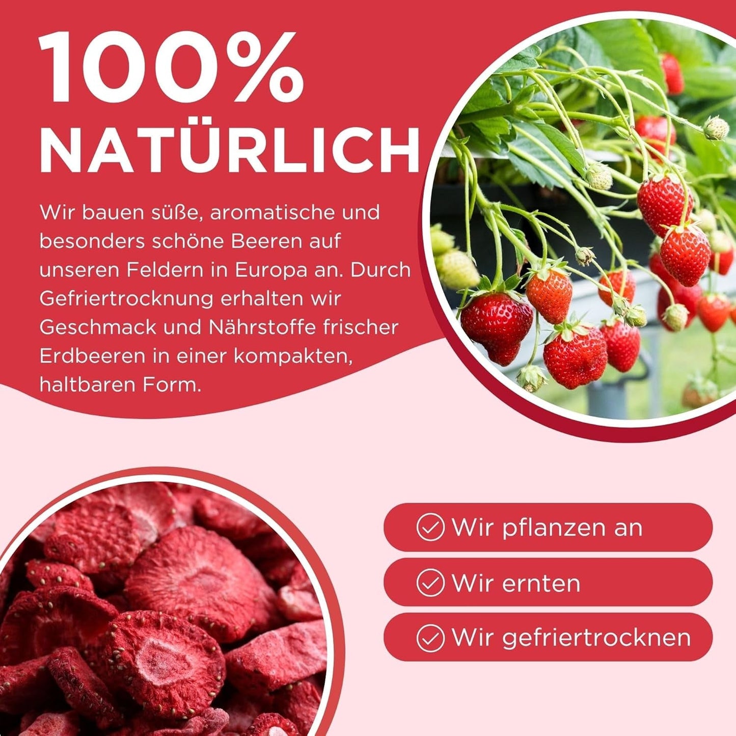 Fresas liofilizadas de verano - pack de 5 - sin azúcar, 100% naturales, deliciosos snacks crujientes para niños y mayores, ideal para cereales y luncheras (55g) Productos deshidratados Naty Shop