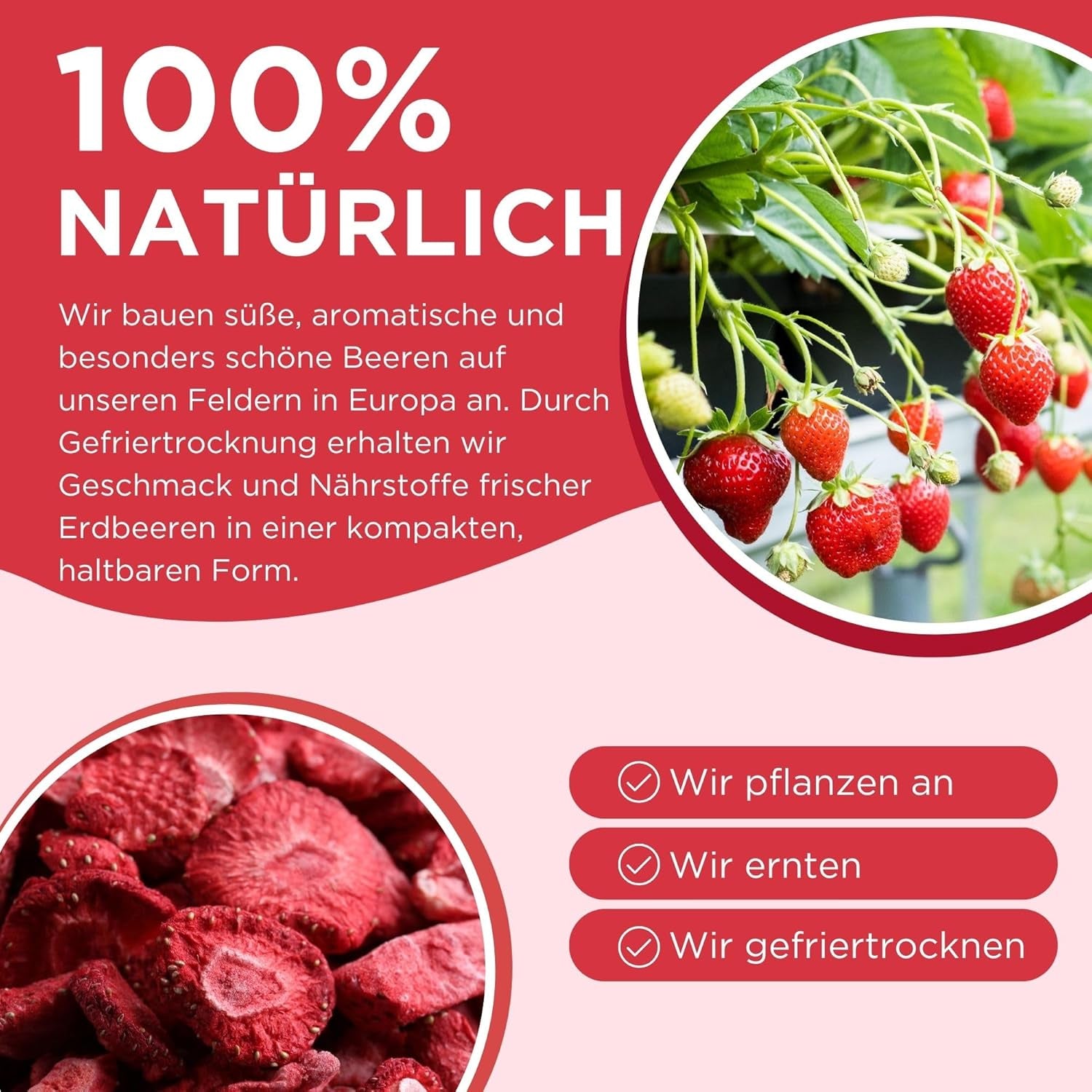 Fresas liofilizadas de verano - pack de 5 - sin azúcar, 100% naturales, deliciosos snacks crujientes para niños y mayores, ideal para cereales y luncheras (55g) Productos deshidratados Naty Shop