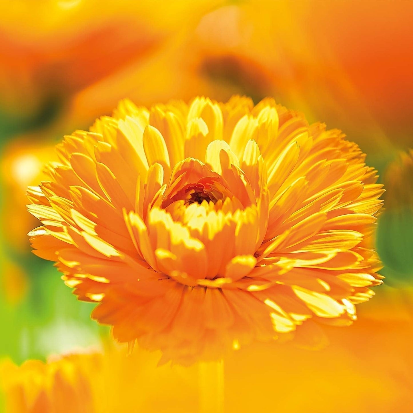 WELEDA Organic Baby Calendula Magic Balm - Bálsamo universal de cosmética natural para rostro y cuerpo para cuidar y calmar la piel y los labios secos. Bálsamo rico universal para bebés y niños (1x 25g) Infantil - Baño y Cuidado Naty Shop